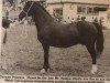 broodmare Derwen Princess (Welsh-Cob (Sek. D), 1972, from Nebo Black Magic)