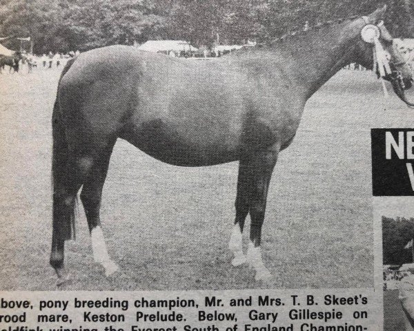 broodmare Keston Prelude (British Riding Pony, 1975, from Wingrove Minkino)