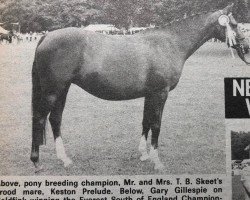 Zuchtstute Keston Prelude (British Riding Pony, 1975, von Wingrove Minkino)