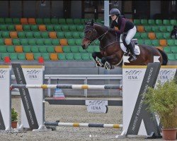 jumper Castlefield Duke (Oldenburg show jumper, 2017, from Kannan)