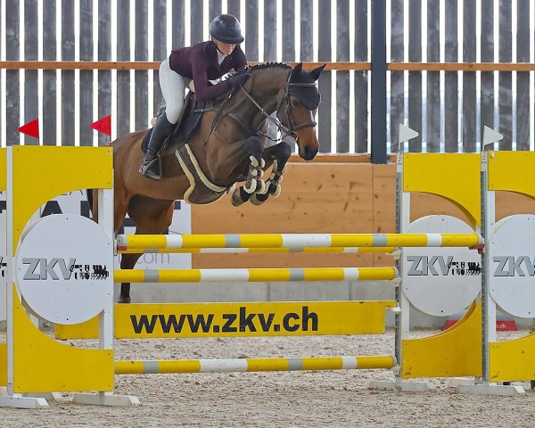 jumper Carina V Polhaar (KWPN (Royal Dutch Sporthorse), 2007, from Sam R)