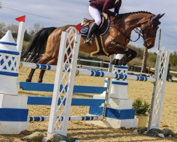 jumper Narco's Cento (Belgian Warmblood, 2013, from H C.s.r. Center)