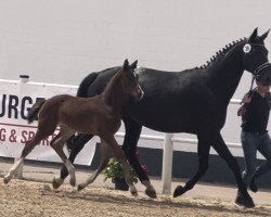 broodmare Rocket Raccoon S (Oldenburg, 2018, from Herakles TSF)