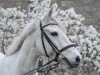 horse Muileann Star (Connemara Pony, 2009, from Anbally Tiger)