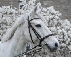 horse Muileann Star (Connemara Pony, 2009, from Anbally Tiger)