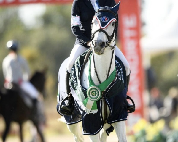 jumper I. Zenith (KWPN (Royal Dutch Sporthorse), 2013)