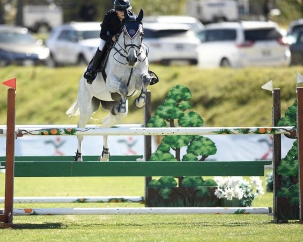 jumper Diorweis VDL (KWPN (Royal Dutch Sporthorse), 2008, from Indoctro)