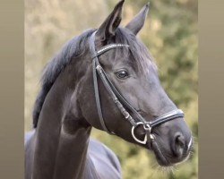 dressage horse Baccardi's Beauty (Westphalian, 2016, from Baccardi)