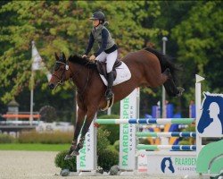 jumper Lady Di de Virton (Belgium Sporthorse, 2017, from Tresor de Virton)