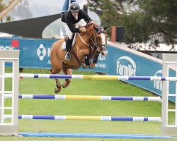 Springpferd Monseigneur (Belgisches Warmblut, 2012, von Halifax van het Kluizebos)