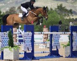 jumper Luigi vd Bisschop (Belgian Warmblood, 2011, from Bamako de Muze)