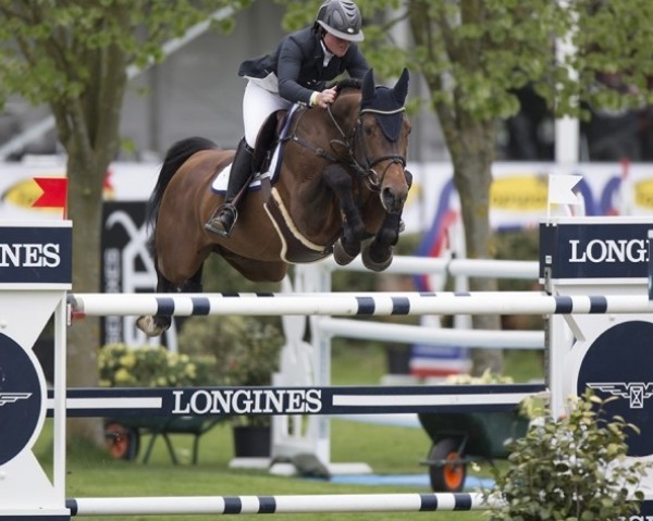 stallion Bamako de Muze (Belgian Warmblood, 2001, from Darco)