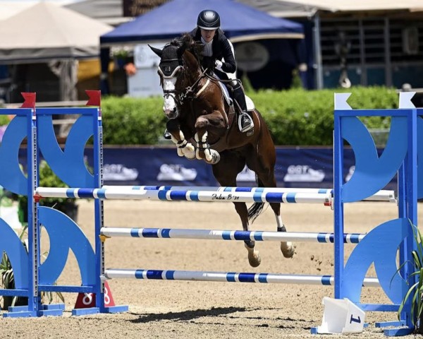 jumper Qadim de Regor (Belgian Warmblood, 2016, from Bamako de Muze)