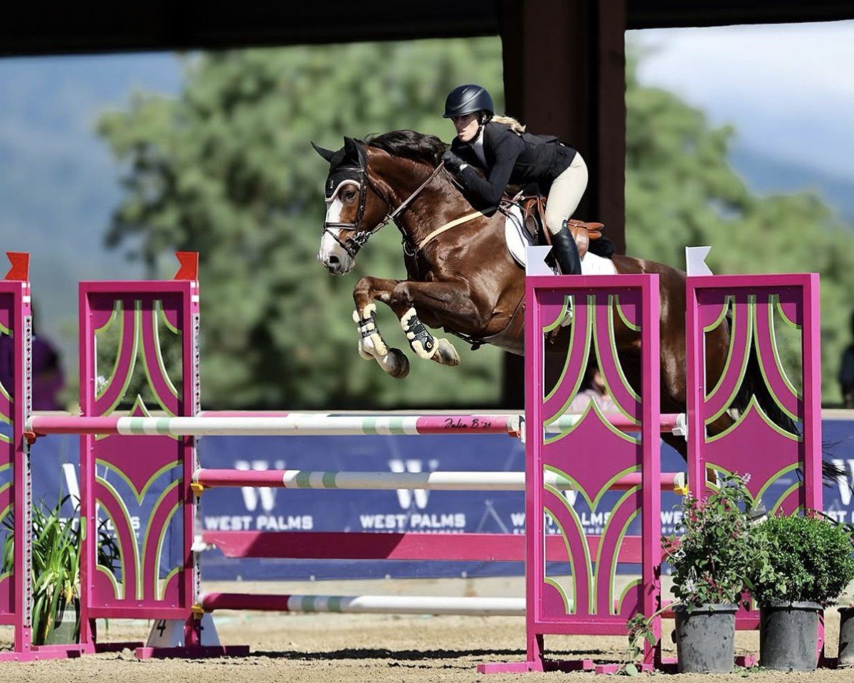 jumper Qadim De Regor (Belgian Warmblood, 2016, from Bamako de Muze)