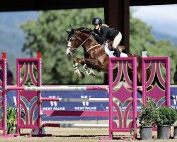 Springpferd Qadim De Regor (Belgisches Warmblut, 2016, von Bamako de Muze)