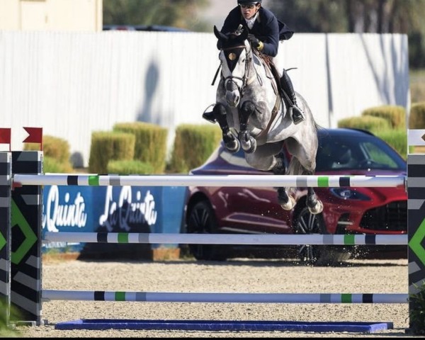 Springpferd Zibaloubet Z (Zangersheide Reitpferd, 2014, von Zirocco Blue)