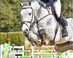 jumper Calgary 5 (Oldenburg show jumper, 2014, from Cornettino Ask)