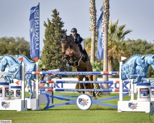 jumper Class de Catoki (Oldenburg show jumper, 2012, from Class de Luxe 2)