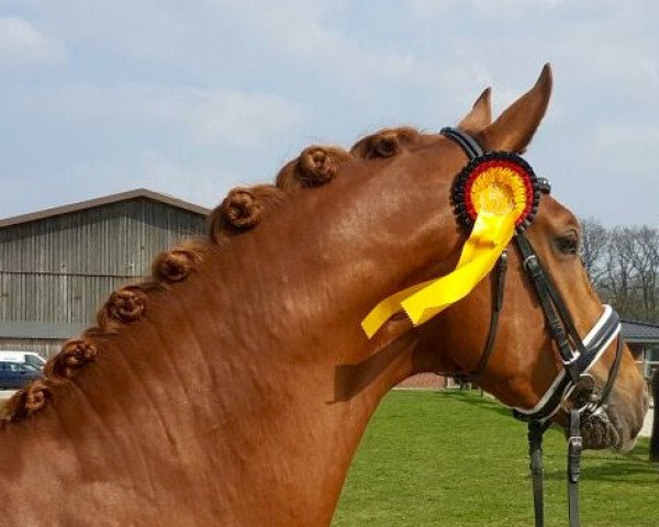 stallion Londonbeat (Hanoverian, 2013, from Londontime)