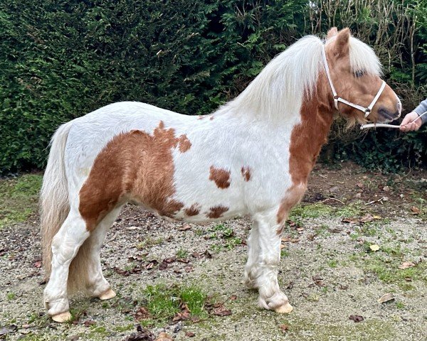 Deckhengst Meerhusens Valentin (Shetland Pony, 2019, von Vympel von der Ostsee)