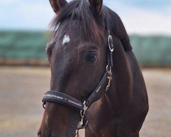 jumper Hengst von Corfu de la Vie / Colman (Holsteiner, 2020, from Corfu de la Vie)