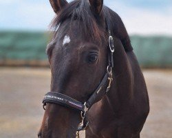 Springpferd Hengst von Corfu de la Vie / Colman (Holsteiner, 2020, von Corfu de la Vie)