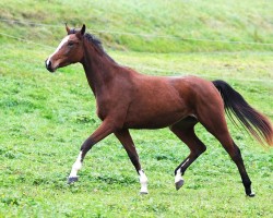 Springpferd Sushina CH (Schweizer Warmblut, 2022, von Limbothello B)