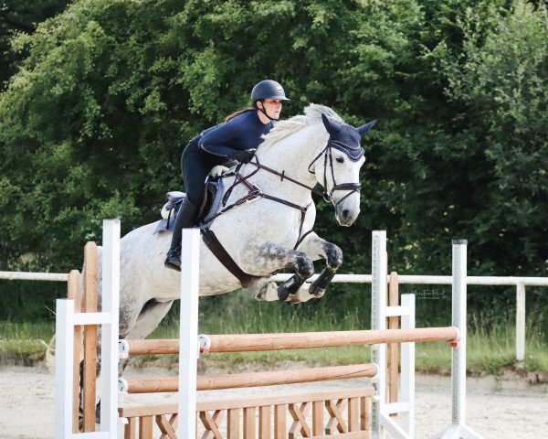 dressage horse My Corgar Cruise (Irish Sport Horse, 2013, from Ringfort Cruise)