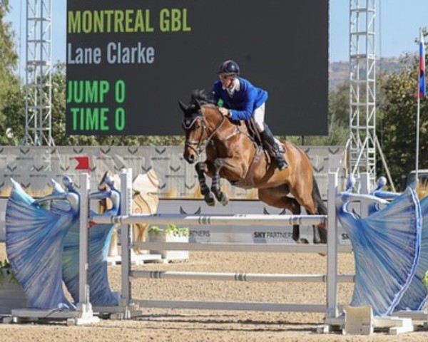 Springpferd Montreal GBL (KWPN (Niederländisches Warmblut), 2017, von Toulon)