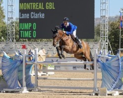 jumper Montreal GBL (KWPN (Royal Dutch Sporthorse), 2017, from Toulon)