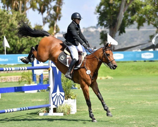 jumper Knass B (KWPN (Royal Dutch Sporthorse), 2015, from Toulon)