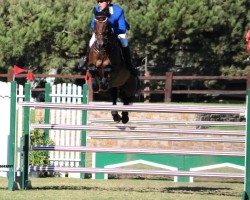 Springpferd Casseur de Prix (Holsteiner, 1999, von Caretino)