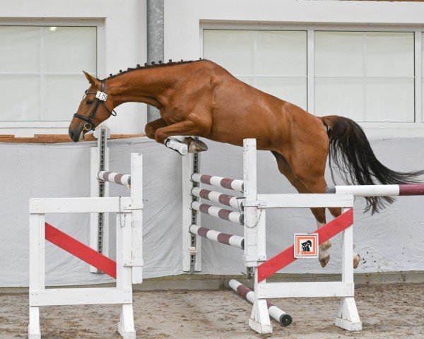 jumper Escadora K (German Sport Horse, 2020, from Lemwerder)