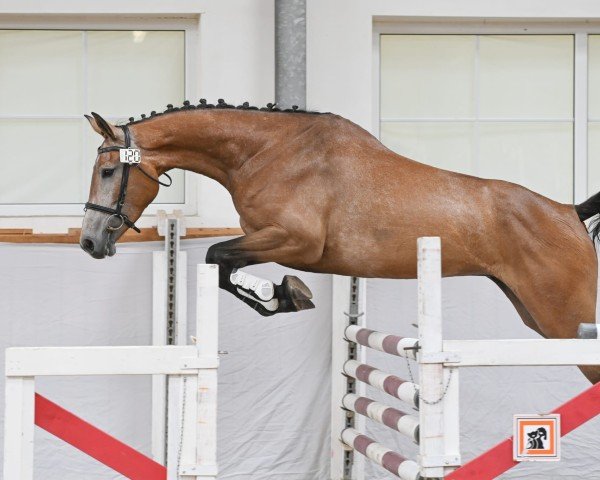 jumper Just a Dream K (German Sport Horse, 2020, from Zinedream)