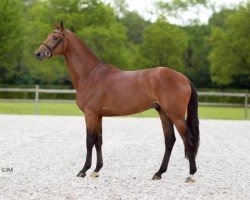 stallion Genius (KWPN (Royal Dutch Sporthorse), 2011, from Baloubet du Rouet)