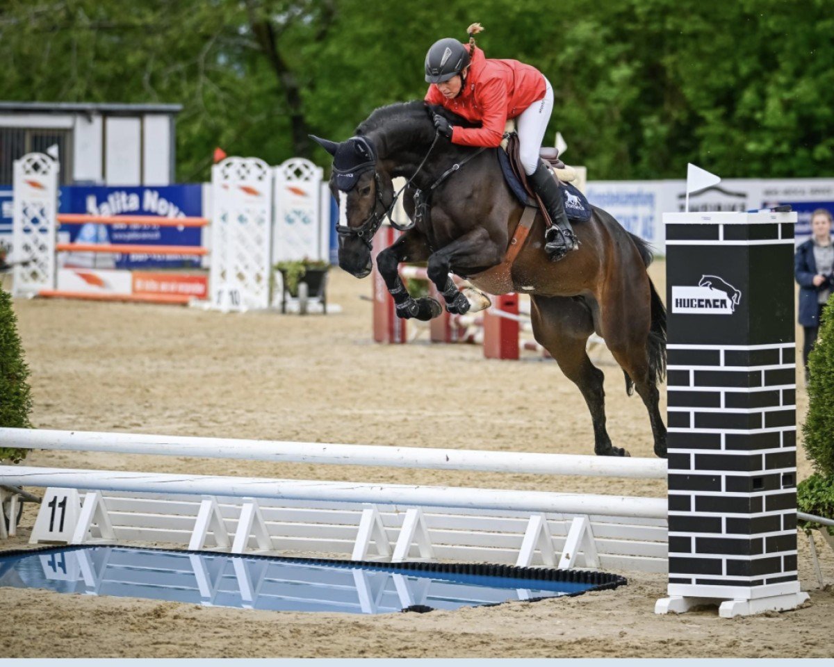 jumper Iquikan de Fromecs (Selle Français, 2018, from Kannan)