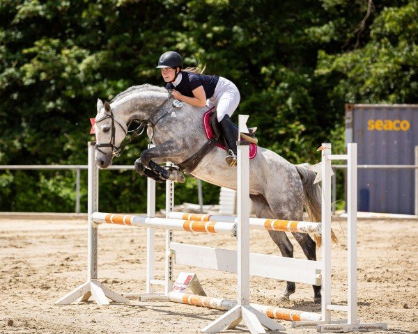 Springpferd Call me Koki (Deutsches Sportpferd, 2016, von Caitano)