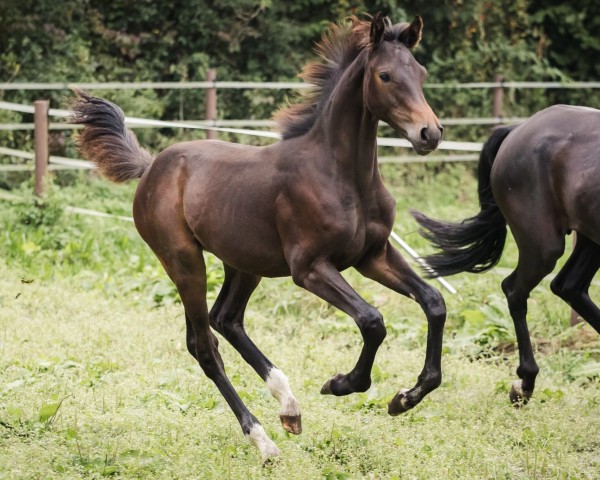 Fohlen von Contributing Fire (Westfale, 2024, von Capistrano 2)