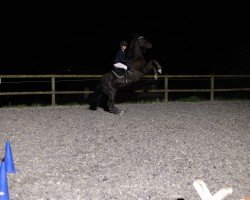 dressage horse Black Benito (German Sport Horse, 2018, from Bon Amour Cuivre)