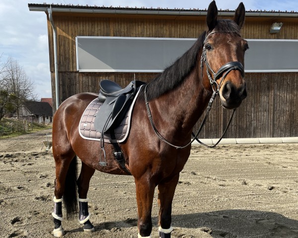 Springpferd Guidomorka (KWPN (Niederländisches Warmblut), 2011, von Eldorado vd Zeshoek Tn)