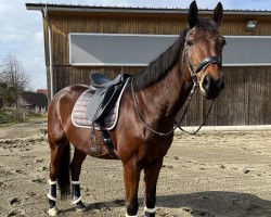 jumper Guidomorka (KWPN (Royal Dutch Sporthorse), 2011, from Eldorado vd Zeshoek Tn)