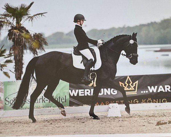 dressage horse Donnerklang K (Hanoverian, 2015, from Don Index)