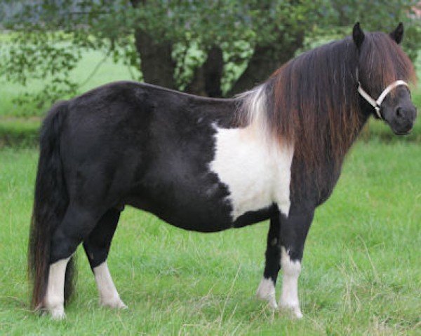 broodmare Coreopsis v.h.Rieten Kasteel (Shetland Pony, 2009, from Wonder Boy v.d. Molenstraat)