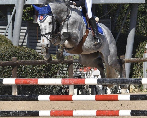 jumper Lorenzo (KWPN (Royal Dutch Sporthorse), 2016, from Cornet Obolensky)