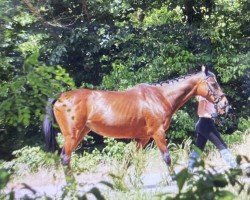 broodmare United Germany xx (Thoroughbred, 2009, from Lando xx)