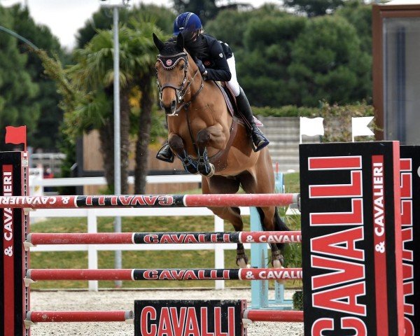 jumper Chaleandra CH (Swiss Warmblood, 2005, from Chambertin)