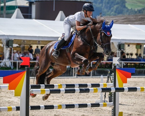 Springpferd Baileys Vom Ilum (Schweizer Warmblut, 2013, von Baie de Villeclare)