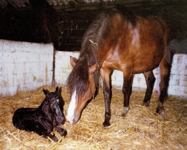 Zuchtstute Anouk (Nederlands Welsh Ridepony, 1987, von Ardgrange Pefriol)