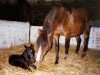 broodmare Anouk (Nederlands Welsh Ridepony, 1987, from Ardgrange Pefriol)