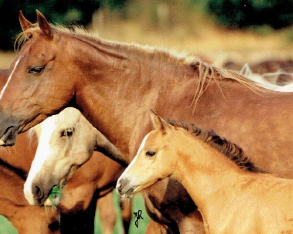 Zuchtstute Orchid's Miss Joaquim (Nederlands Welsh Ridepony, 1991, von Silvertop's Ricco)